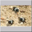 Andrena vaga - Weiden-Sandbiene -01- w06 13mm.jpg